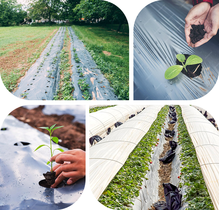 Benefits of biodegradable mulch films for farmers